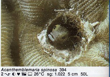 Acanthemblemaria spinosa